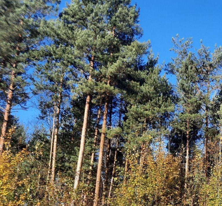 земля р-н Лужский снт Жемчужина Сертоловское городское поселение, Проспект Просвещения, ул. Южная, Всеволожский район, Северная фото 3