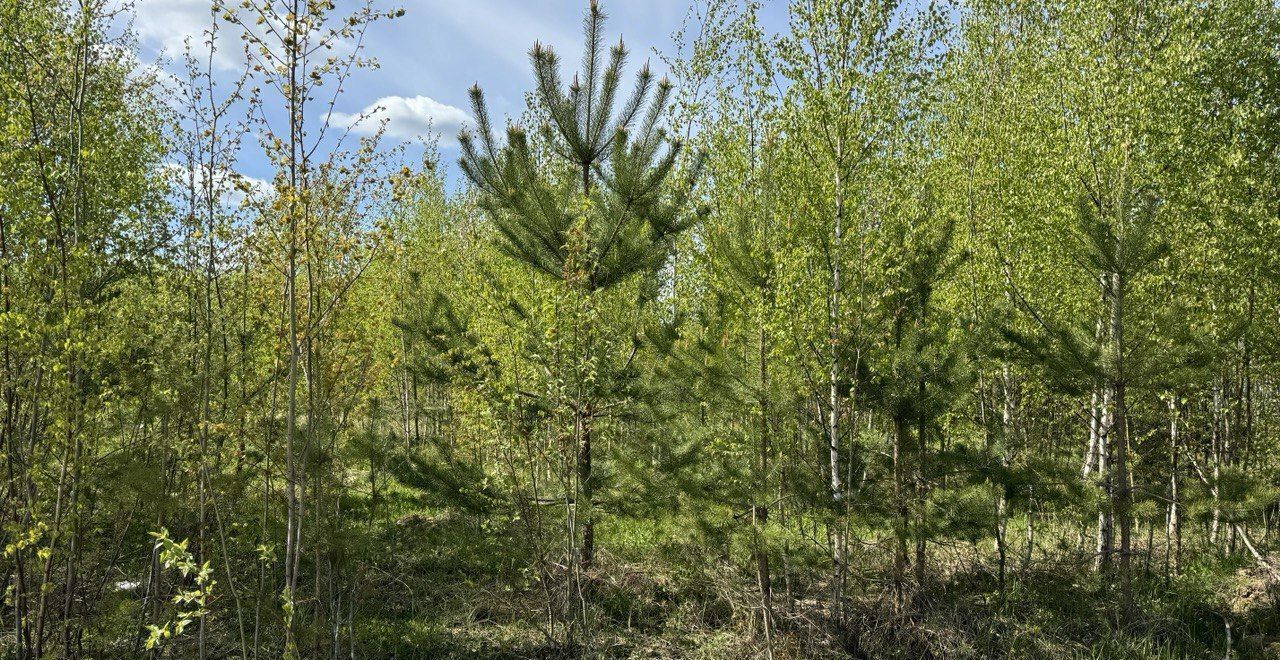 земля городской округ Солнечногорск д Лопотово 41 км, 8, г. о. Солнечногорск, Поварово, Пятницкое шоссе фото 5