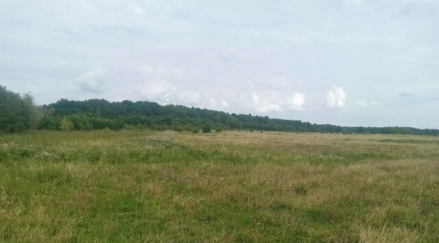 офис п Цветное Балтийский городской округ фото
