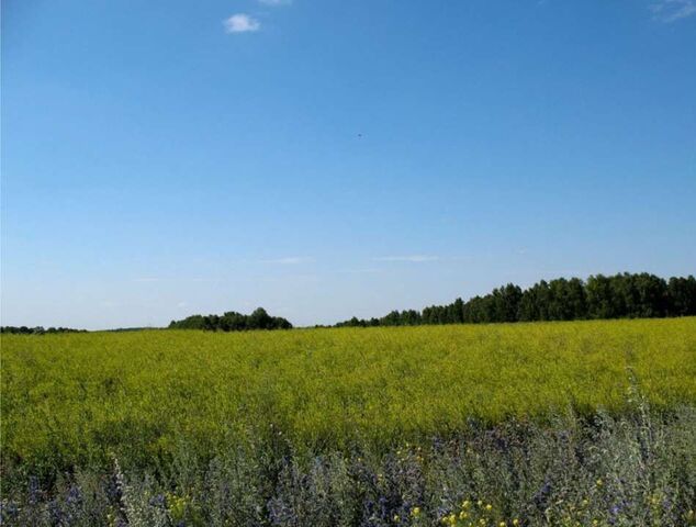 д Шибково сельсовет, Шибковский, Линево фото