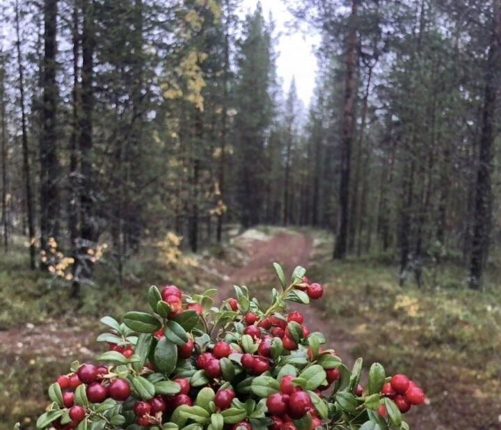 дом р-н Ковдорский фото 42