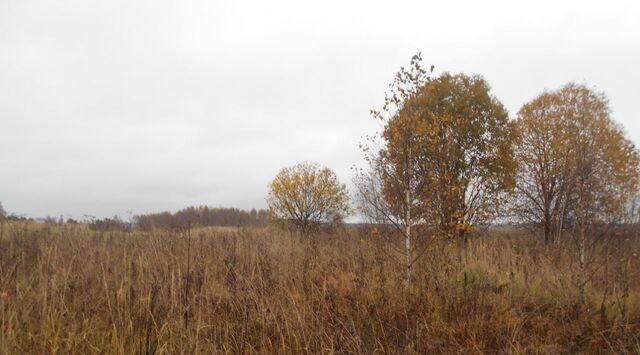 городской округ Шаховская д Кстилово фото