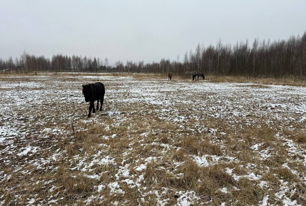 земля городской округ Раменский с Никулино фото 14