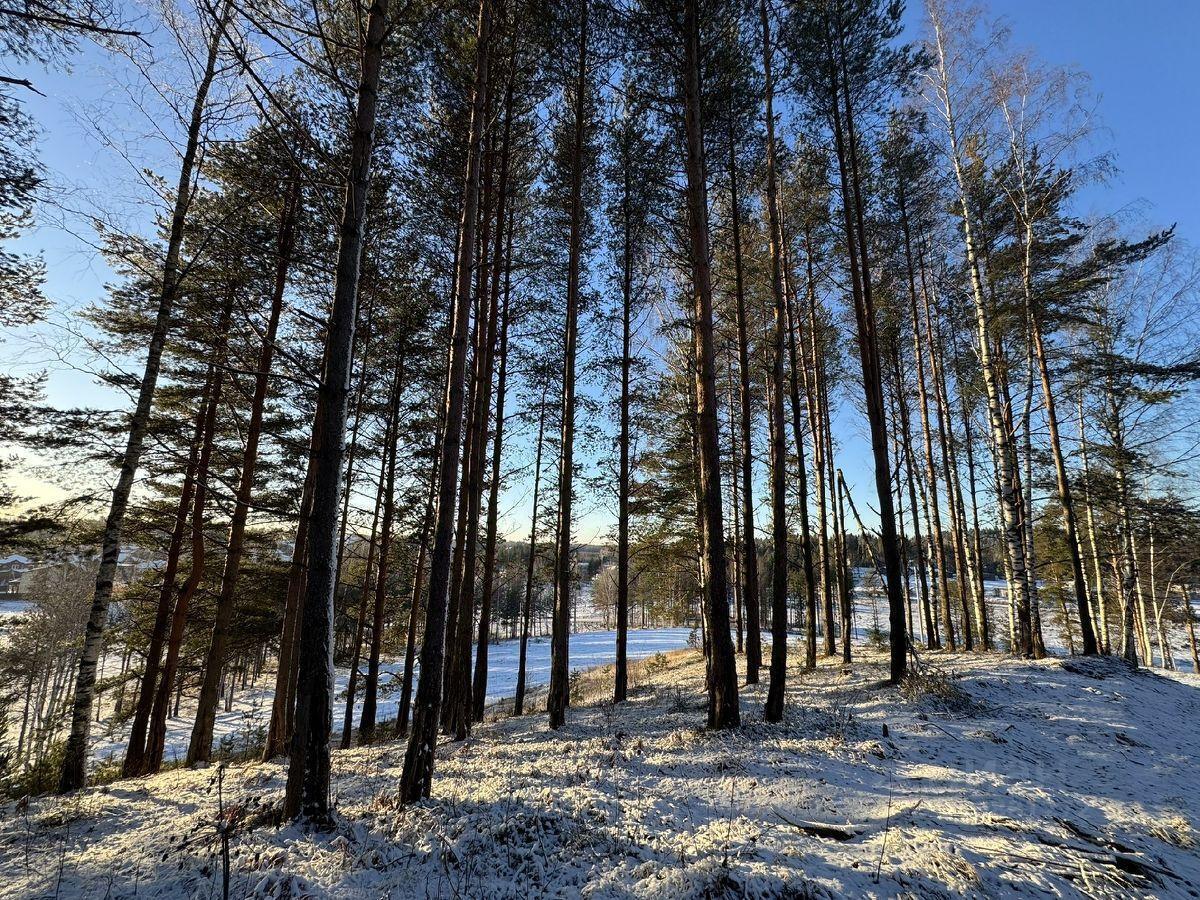 земля р-н Всеволожский д Мистолово Бугровское городское поселение, Земельные участки в Мистолово кп, Парнас фото 4