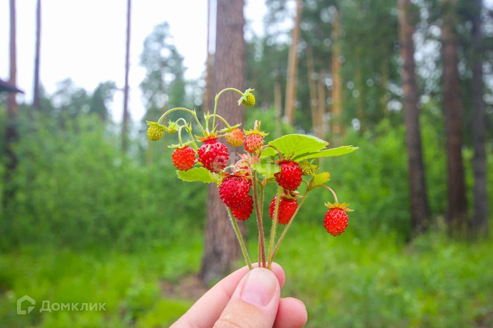 земля Екатеринбург городской округ, Малый Исток, Природный парк Малый Исток фото 6