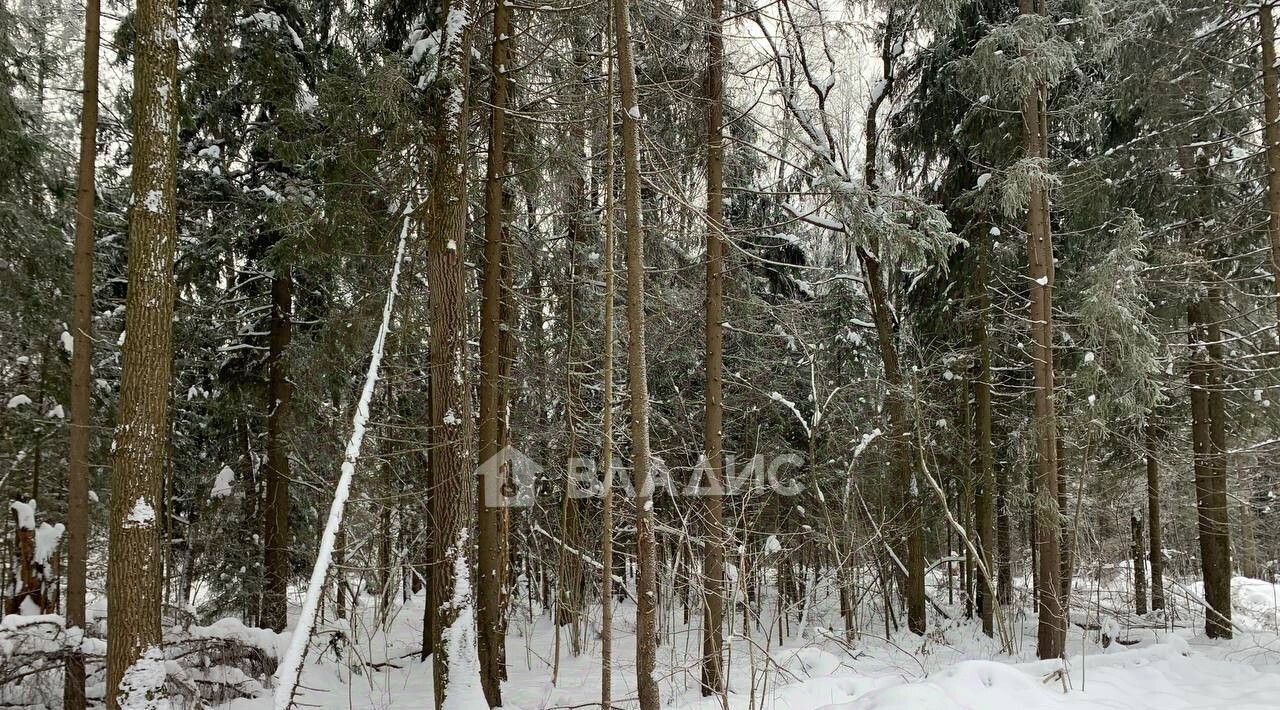 земля городской округ Дмитровский д Сазонки Форест кп фото 1