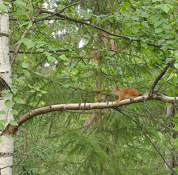 дом г Пермь р-н Орджоникидзевский Голованово ул Зеленая 31а фото 32