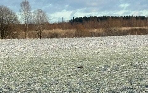 земля р-н Краснохолмский г Красный Холм д Лихачево фото 1