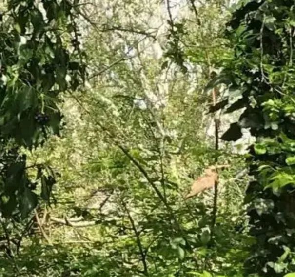 дом г Геленджик с Дивноморское ул Короленко 1/1 фото 17