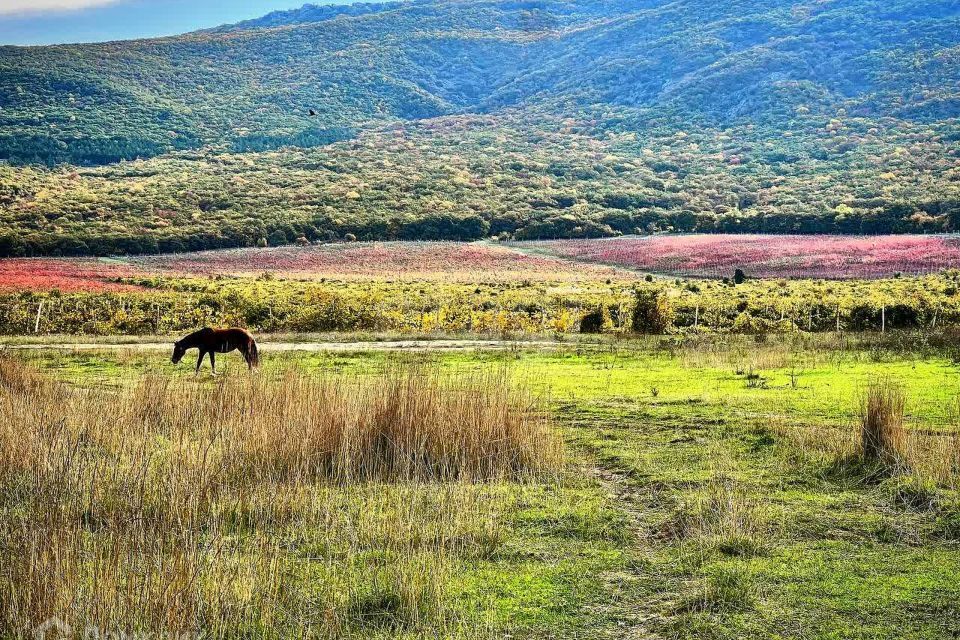 земля г Севастополь СТ Виноградный фото 1