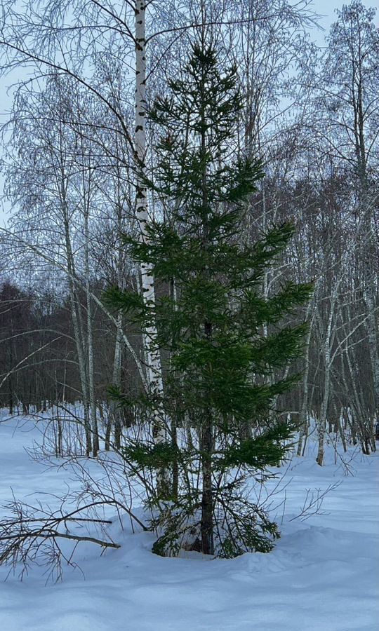 земля направление Рижское (северо-запад) ш Новорижское 107 км, коттеджный пос. Пойма Рузы-3, Шаховская фото 34