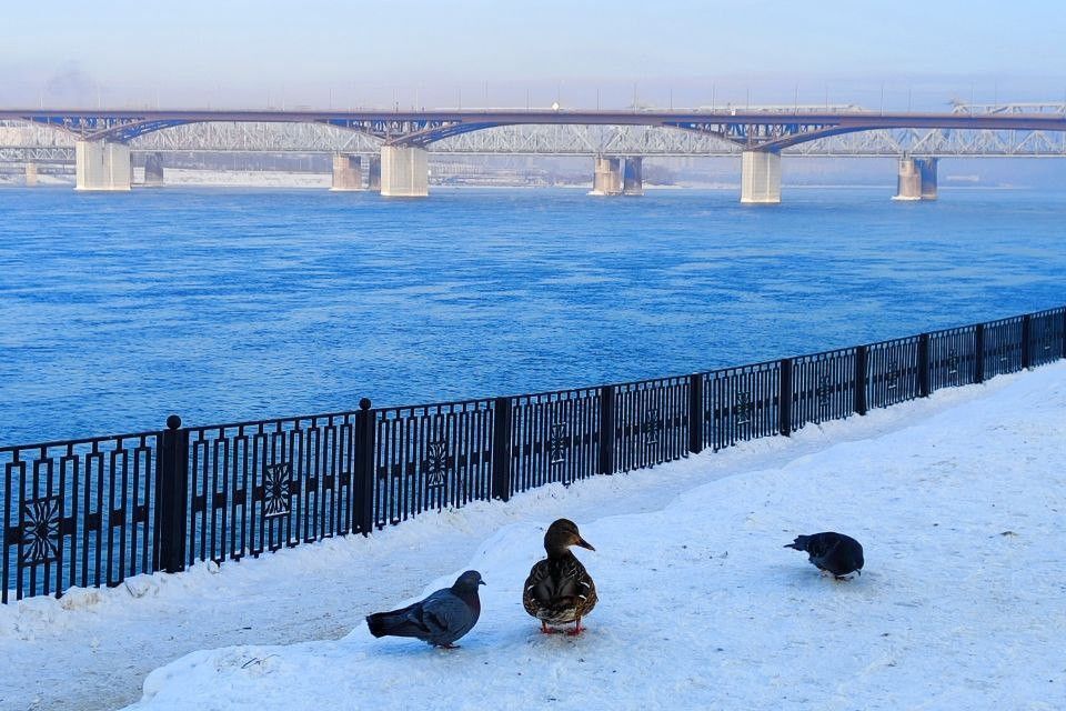 квартира г Красноярск р-н Свердловский ул Лесников 51 Красноярск городской округ фото 4