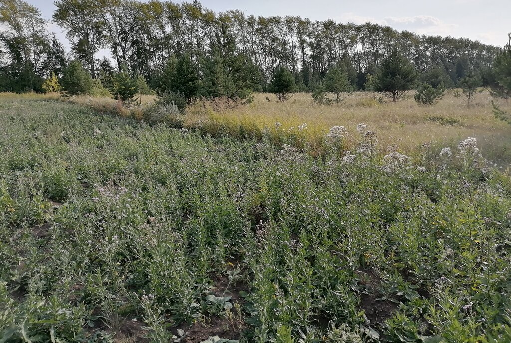 земля р-н Белоярский Белоярский городской округ фото 4