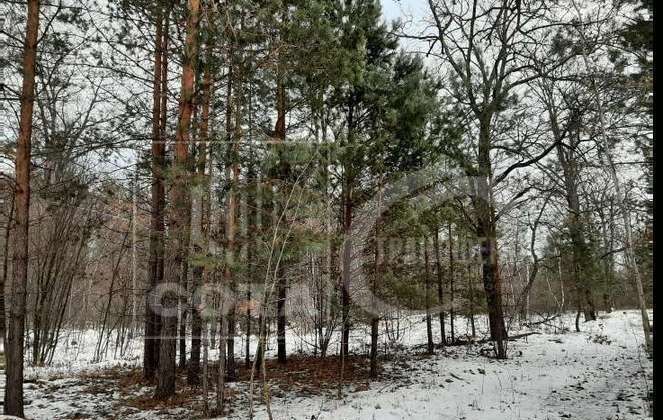 земля р-н Рамонский рп Рамонь ул Ю.Фучика 8а Рамонское городское поселение фото 8