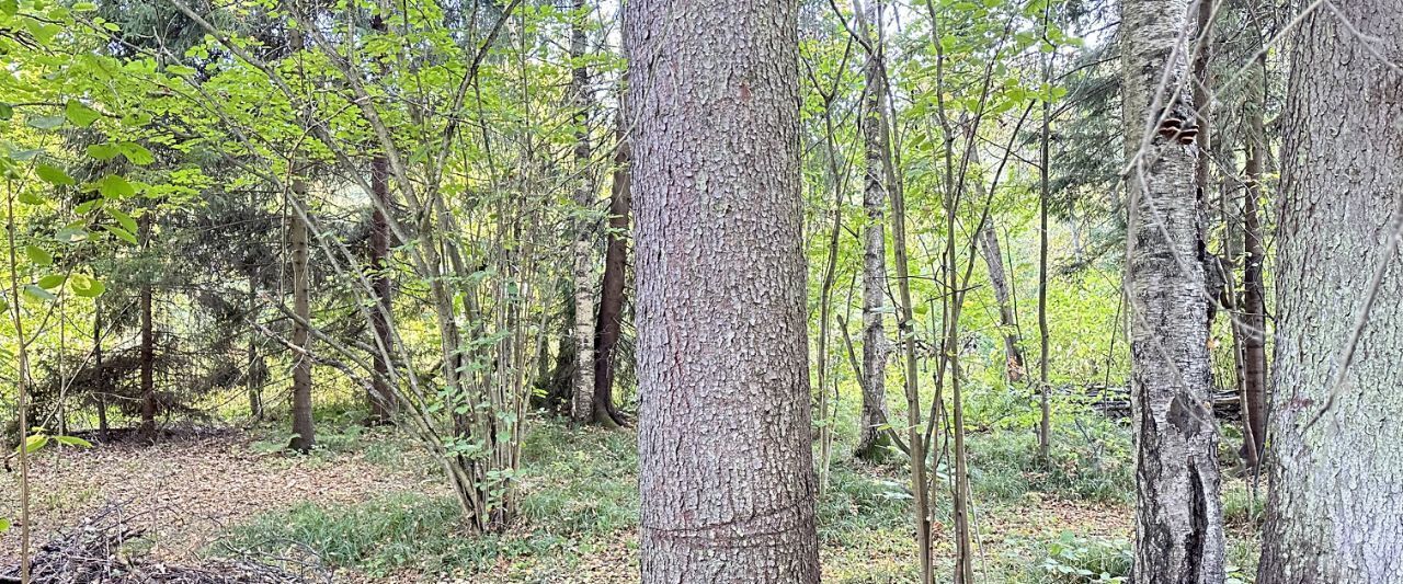 земля городской округ Сергиево-Посадский с Абрамцево пер Пионерский фото 9