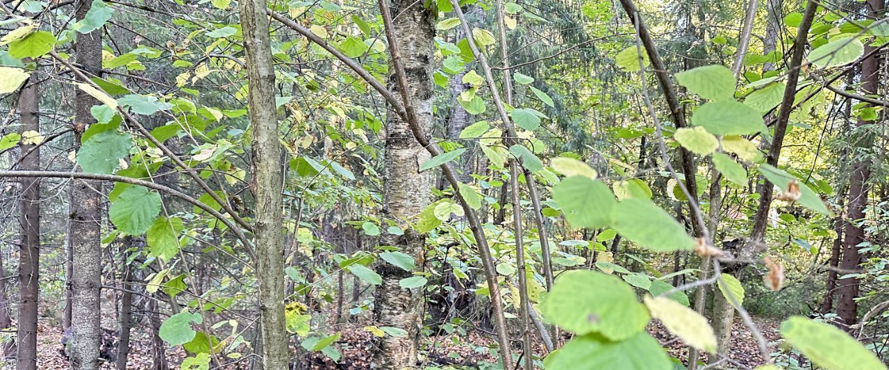 земля городской округ Сергиево-Посадский с Абрамцево пер Пионерский фото 12