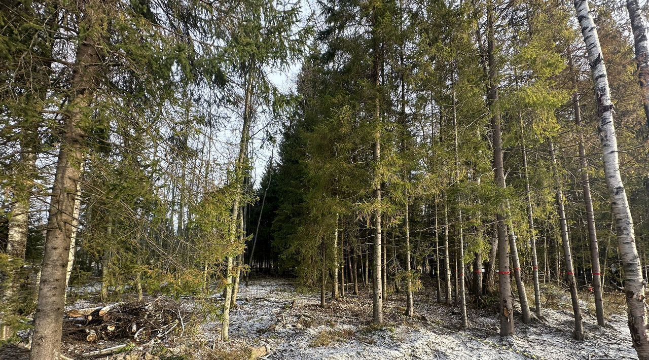 земля р-н Приозерский Сосновское с/пос, Ламполово кп, ул. Уютная фото 13