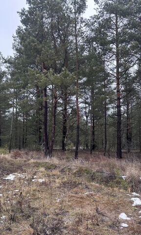 Панинское сельское поселение, садоводческое товарищество Луч-1, Мурмино фото