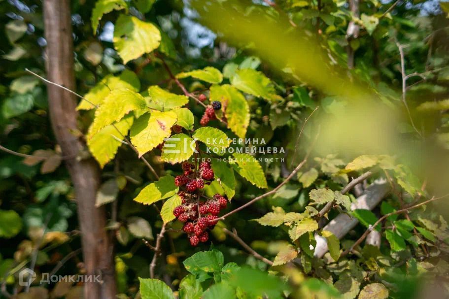 земля г Сочи р-н Лазаревский с Барановка Сочи городской округ, Золотая фото 8