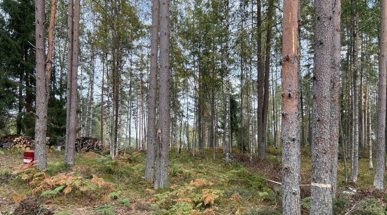 земля р-н Всеволожский Куйвозовское с/пос, Лесное озеро кп, 2 фото 10