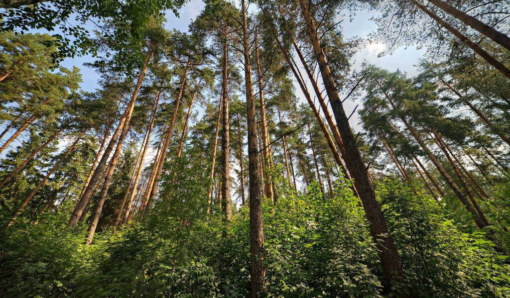 земля городской округ Можайский д Грибово фото 1