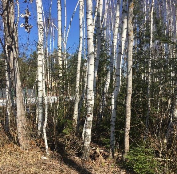 земля городской округ Наро-Фоминский д Митяево фото 5