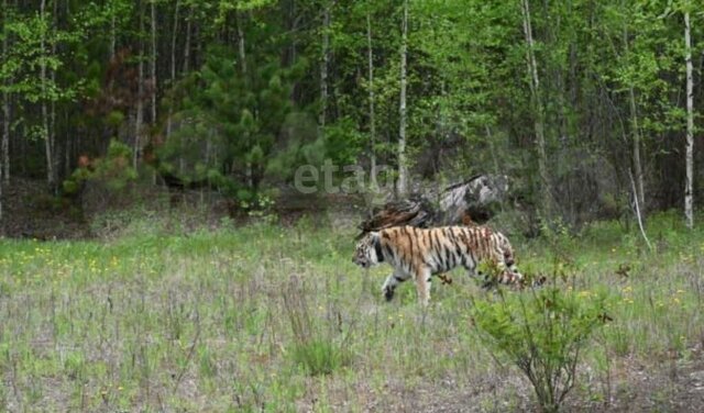 земля Благовещенский муниципальный округ фото