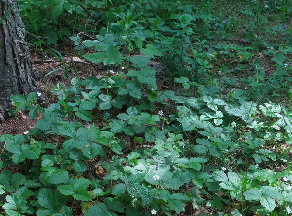 земля р-н Череповецкий д Городище Югское муниципальное образование фото 7