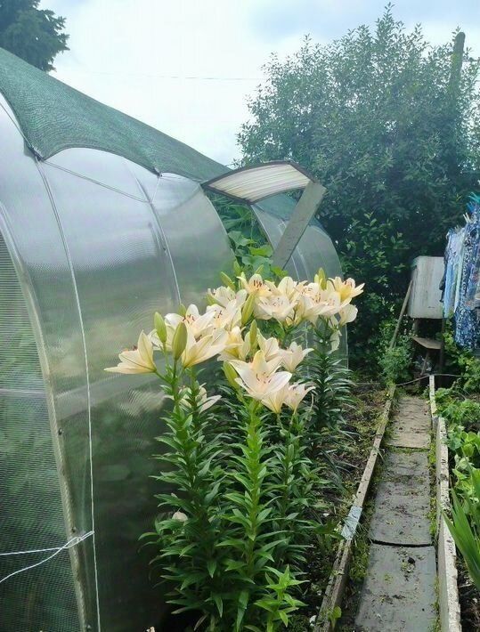 дом г Омск р-н Центральный ул Мичурина 38 Центральный АО фото 34