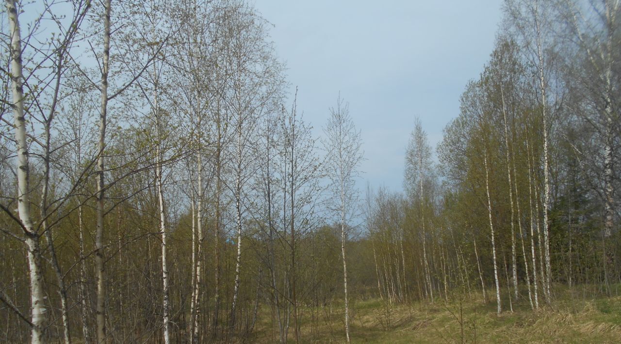 земля городской округ Шаховская д Левкиево фото 1