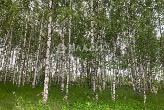 земля с Баскаки муниципальное образование Боголюбовское фото