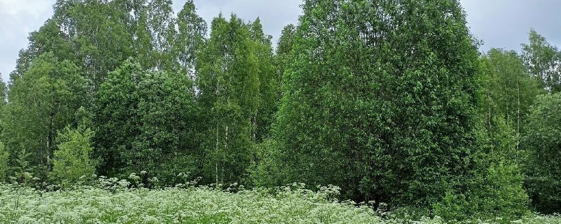 земля городской округ Дмитровский д Новинки фото 1