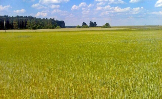 д Боблово 62 км, Рогачево, Рогачёвское шоссе фото