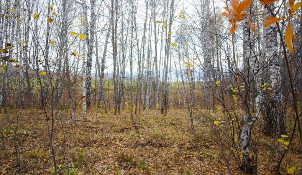 земля г Заводоуковск ул Первомайская фото 3