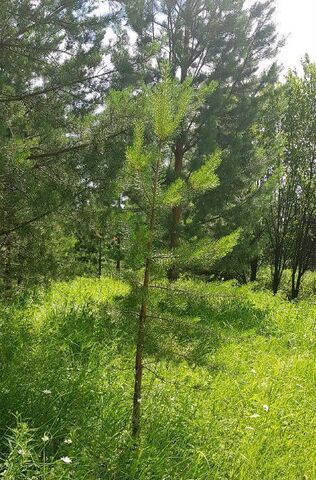 земля р-н Советский пер Извилистый фото