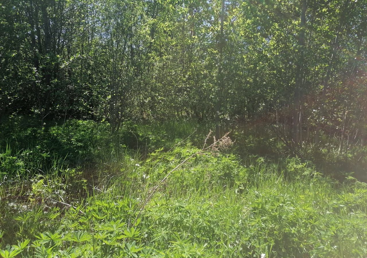 земля р-н Новгородский рп Панковка Панковское городское поселение, садоводческий массив № 3, садоводческое товарищество, Яблоня фото 4