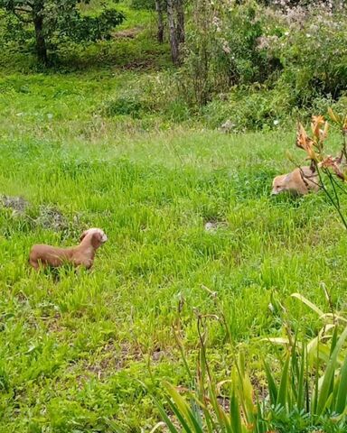 р-н Смоленский д Захарино Смоленский муниципальный округ, 11, Печерск фото