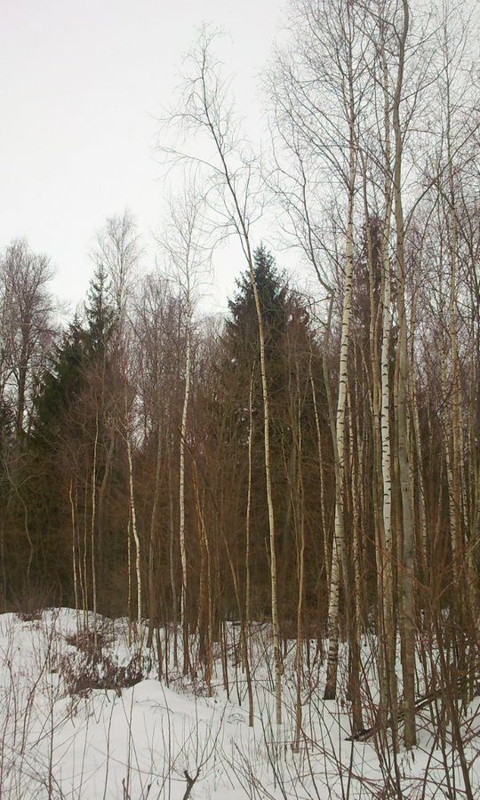 земля г Волоколамск с Калеево снт Калеево 102 км, Верхняя ул, Волоколамский муниципальный округ, Новорижское шоссе фото 1