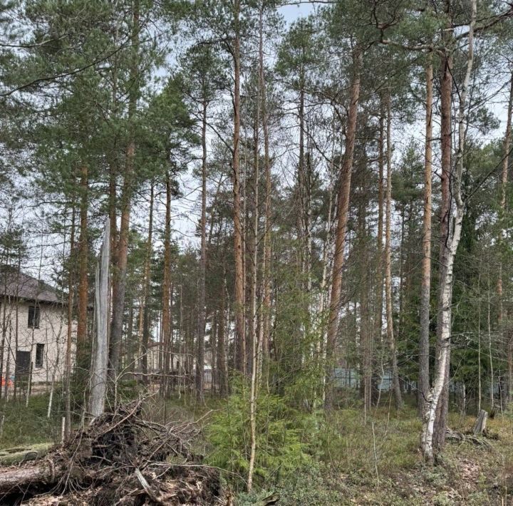 земля р-н Всеволожский г Всеволожск ул Ломоносова Улица Дыбенко фото 2