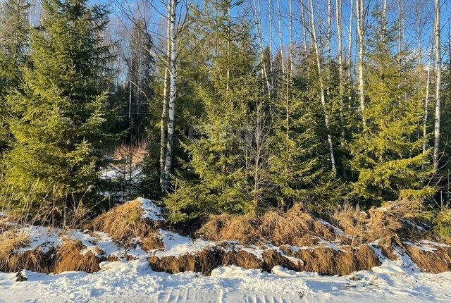 с Октябрьское Панинский район фото