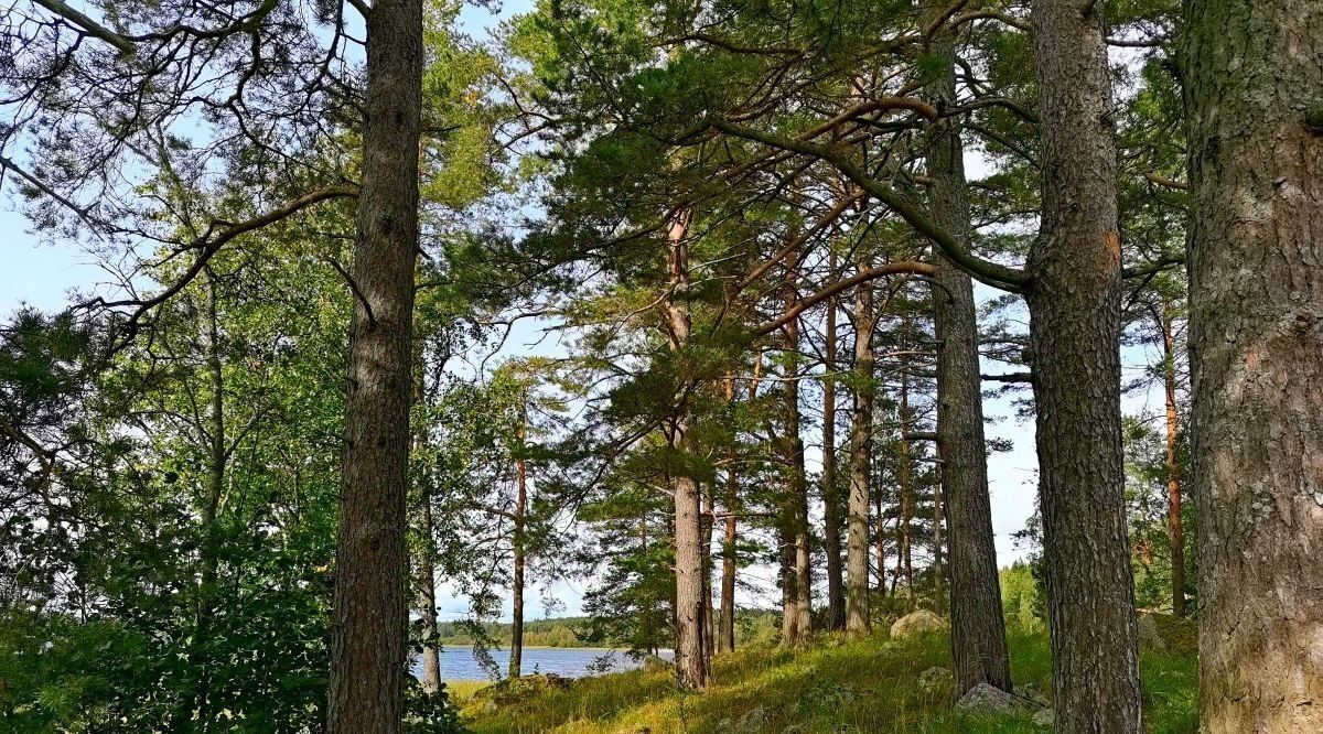 земля г Сортавала п Ниэмелянхови Сортавальский муниципальный округ фото 3