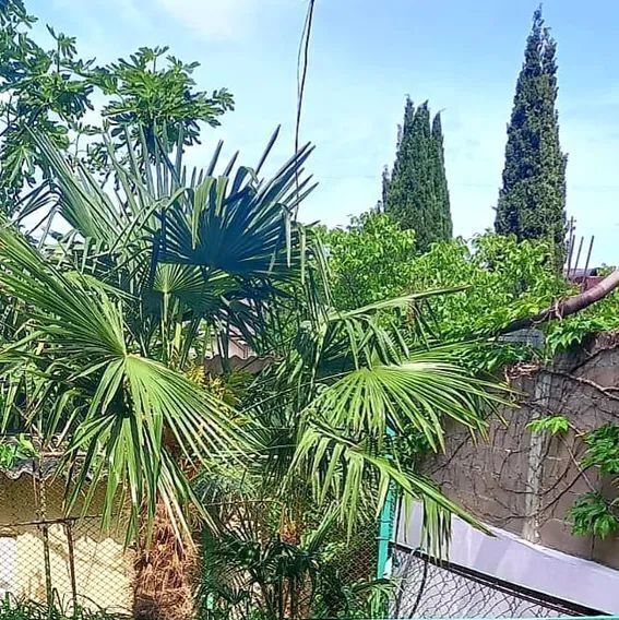 комната г Алушта ул Таврическая 32 фото 18