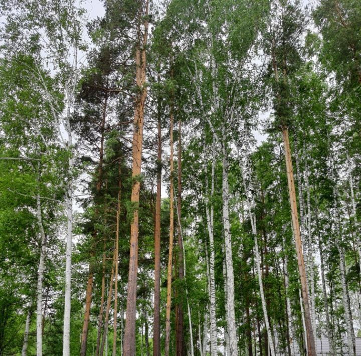 земля р-н Сысертский дп Заповедник ул. 3-я Лесная фото 8