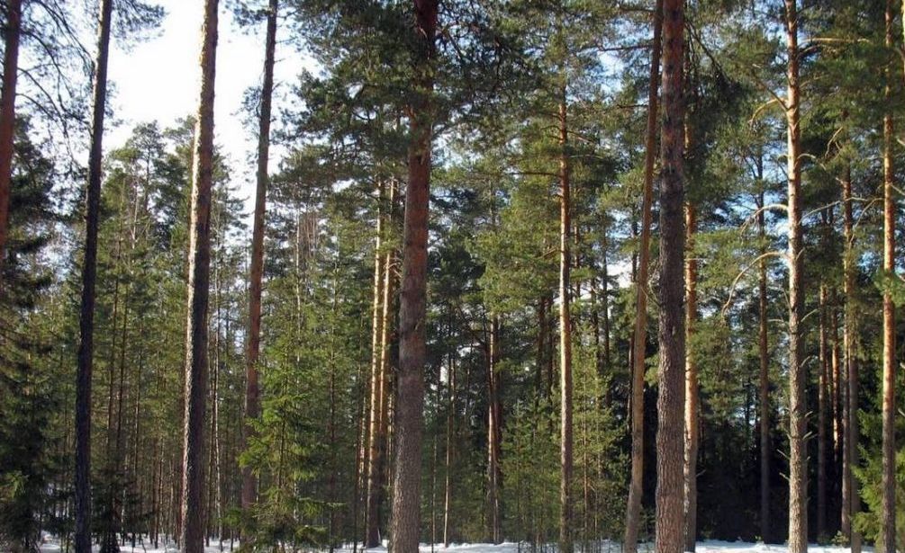 земля городской округ Одинцовский п Николина Гора 21 км, Горки-10, Ильинское шоссе фото 1