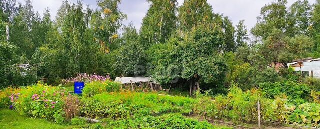 р-н Тракторозаводский садовое товарищество Дружба фото