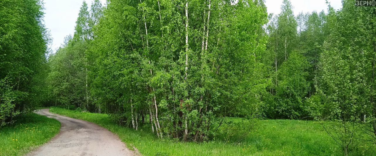 земля р-н Ярославский д Телищево ул Солнечная фото 4