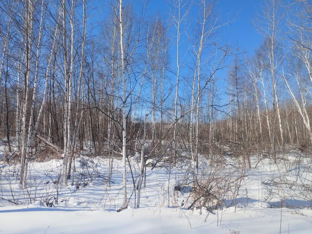 земля г Комсомольск-на-Амуре ул 4-я Еловая фото 6