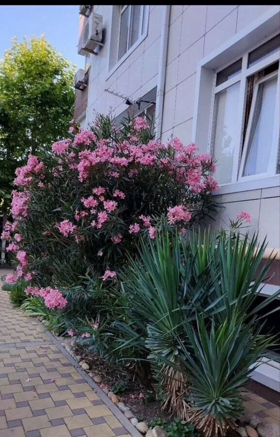квартира р-н Анапский г Анапа ул 40 лет Победы 114 фото 18