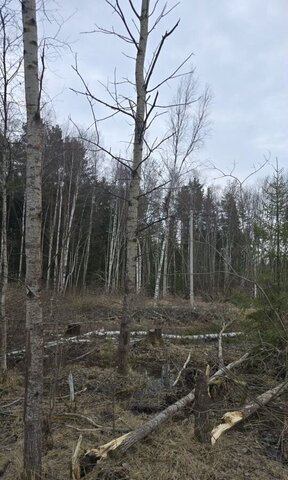земля 41 км, территория Рекреационная, 1-я линия, Черноголовка, Фряновское шоссе фото