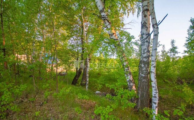 Золотая Нива НСТ Ветеран, квартал 1 АБ, 87 фото